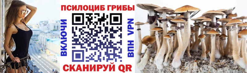 Псилоцибиновые грибы Psilocybine cubensis  Ельня 